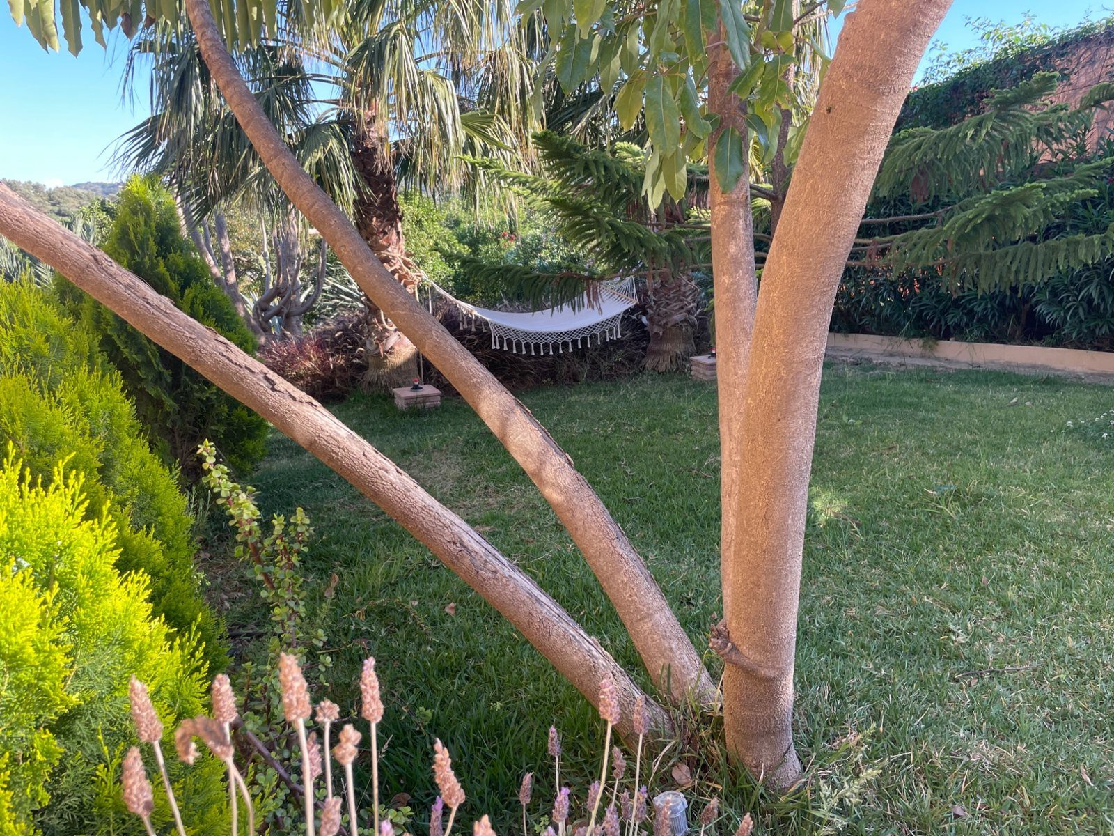 The garden at Casa Eden: a white fringed hammock strung between palms, seen through smooth pale tree trunks, with a green lawn, lavender in the foreground and wooded hills beyond.